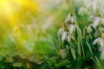 Blooming snowdrops symbolizing the arrival of spring. Snowdrops the first spring flowers in the spring forest.