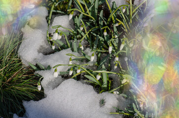 Snowdrops Galanthus Nivalis in blooming spring meadow. Sunrise sunset light on snowdrops covered...