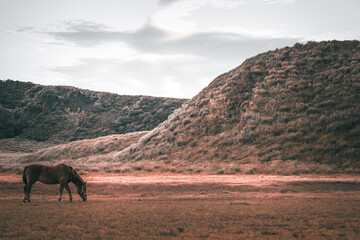 horses on the beach