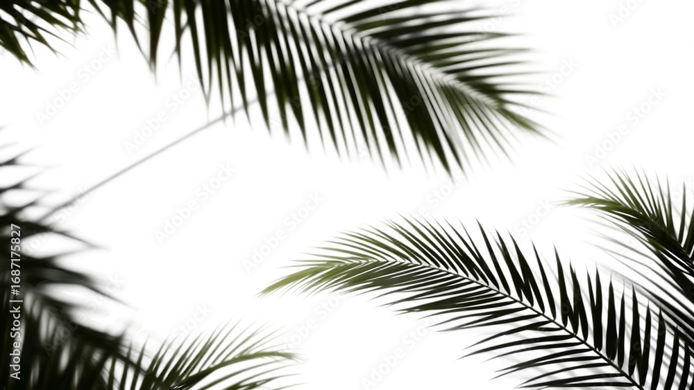 Poster palm branches shadow on white background realistic palm leaf border shadow blank mock up transparent