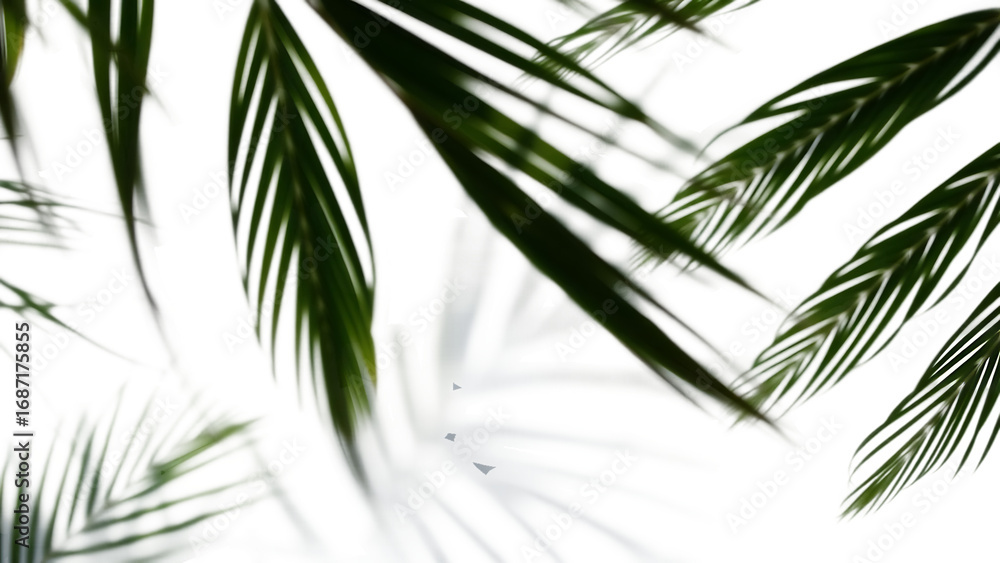 Poster palm branches shadow on white background realistic palm leaf border shadow blank mock up transparent