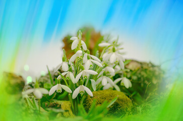 Snowdrops growing through snow. Spring background with blooming snowdrops symbolizing the arrival...