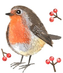Watercolor illustration on white background. Robin bird and branches with berries. This is a beautiful drawing for your print.