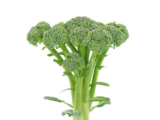 Calabrian broccoli flower isolated on white background, Brassica oleracea