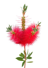 Blossoming Common red bottlebrush flower isolated on white background, Melaleuca citrina