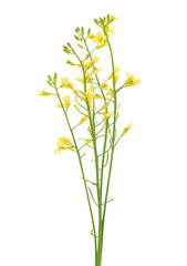 Yellow Calabrian broccoli flower isolated on white background, Brassica oleracea