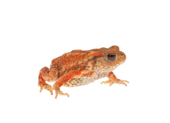 Common toad isolated on white background, Bufo bufo