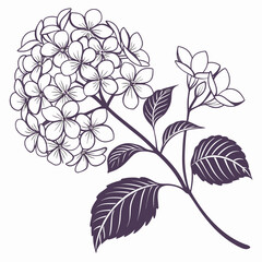 Obraz premium Hydrangea Blossom Illustration in Detailed Line Art