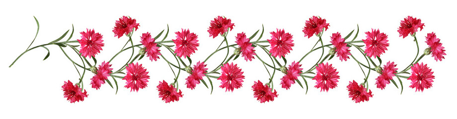 Red knapweed flowers with curved stems in a line floral arrangement isolated on white or...