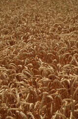 golden wheat field