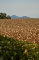 field of wheat