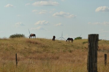 herd of horses