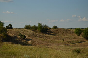 landscape with trees