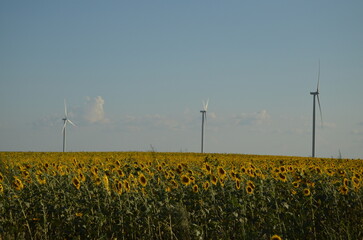 wind turbines in the field