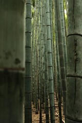 bamboo forest in japan