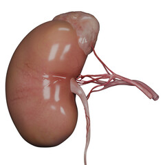 human kidney system