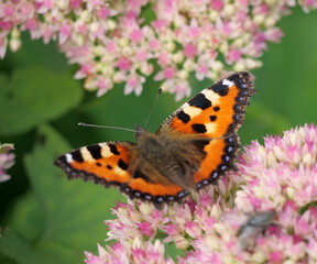 Orange Butterfly Feeding on a pink flower - A Small Tortoiseshell or Peacock Butterfly Collecting Nectar from a Blooming Flower