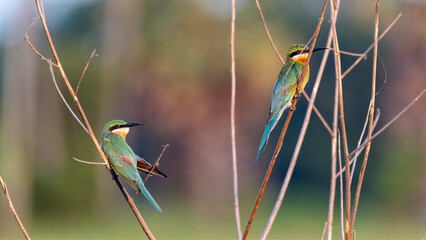 Twin Blue Tail Bee Eater standing on a dead branch with green bokeh background.