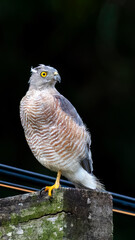 Female falcon standing on a light pole in the background of a forest environment.