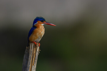 Malachite kingfisher turning head on split post