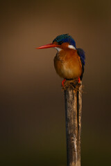 Malachite kingfisher turns left on bamboo post