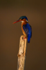 Malachite kingfisher watches camera from leaning post