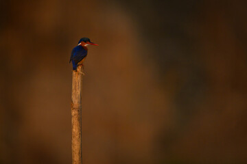 Malachite kingfisher turns round on bamboo post