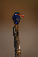Malachite kingfisher turning head on worn post