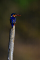 Malachite kingfisher turns head on tilting post