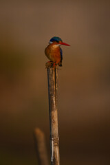 Malachite kingfisher turns head on worn post