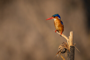 Malachite kingfisher watching from peeling marker post