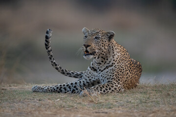 Male leopard lies in grass waving tail