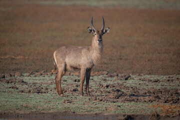 Male common waterbuck standing on grassy floodplain