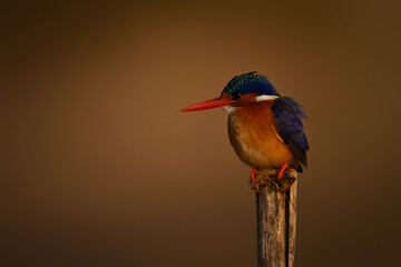 Malachite kingfisher with catchlight on worn post