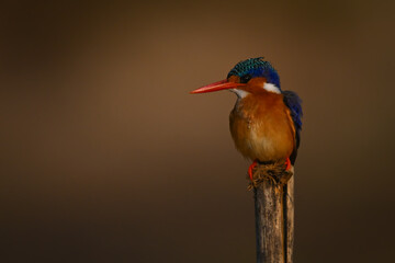 Malachite kingfisher with catchlight on cracked post