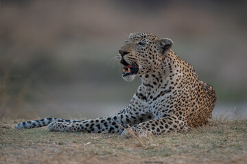 Male leopard lies in grass opening mouth