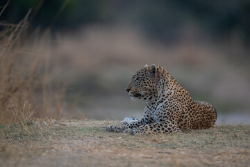 Male leopard lies on short grass staring