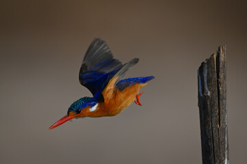 Malachite kingfisher with catchlight flying from post
