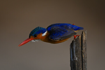 Malachite kingfisher with catchlight flies from post