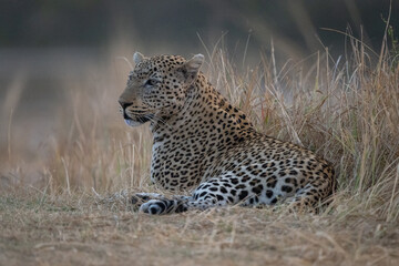 Male leopard lies staring beside tall grass