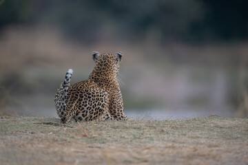 Male leopard lies on grass facing away