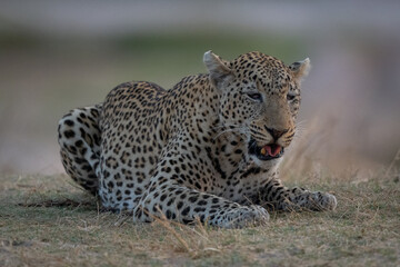 Male leopard lies rolling tongue on grass