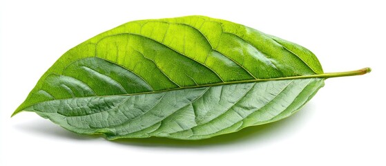 Obraz premium Close-up of a single green leaf