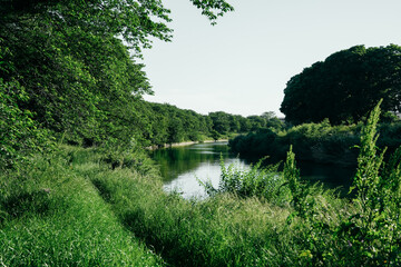 Obraz premium 土手と新緑