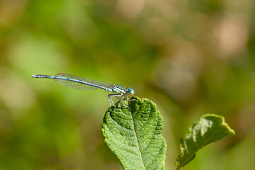 Close-up of a male white-legged damselfly (blue featherleg) perching on green leaf