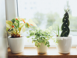 Indoor Plants in Decorative Pots on a Windowsill With Natural Light