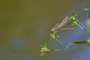 Female banded demoiselle (Calopteryx splendens) perching on a flower