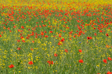 field of red poppies and yellow wild radish flowers in summer