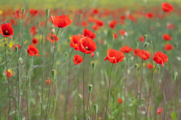 Obraz premium field of red poppies