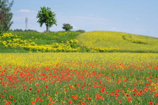 A scenic summer landscape of a vibrant green meadow filled with blooming red poppies and yellow wildflowers under a bright blue sky.